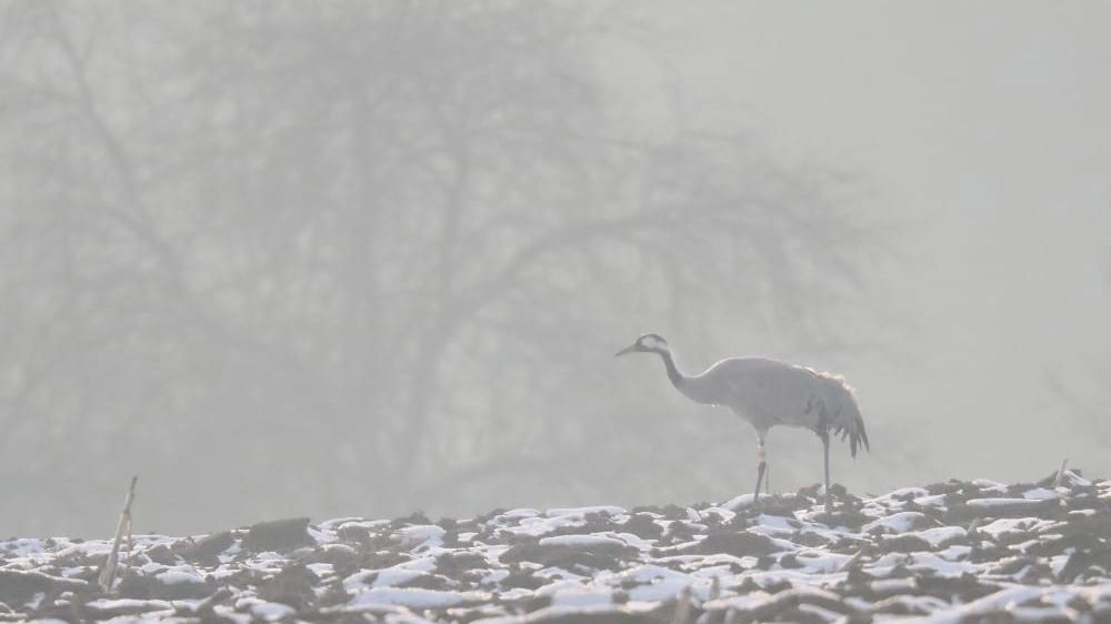 Nejstarší jeřáb popelavý se vrátil na Českolipsko. Letos mu bude 24 let